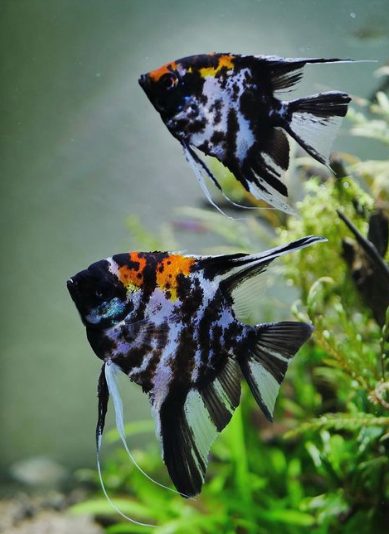 Marble — angelfish variety