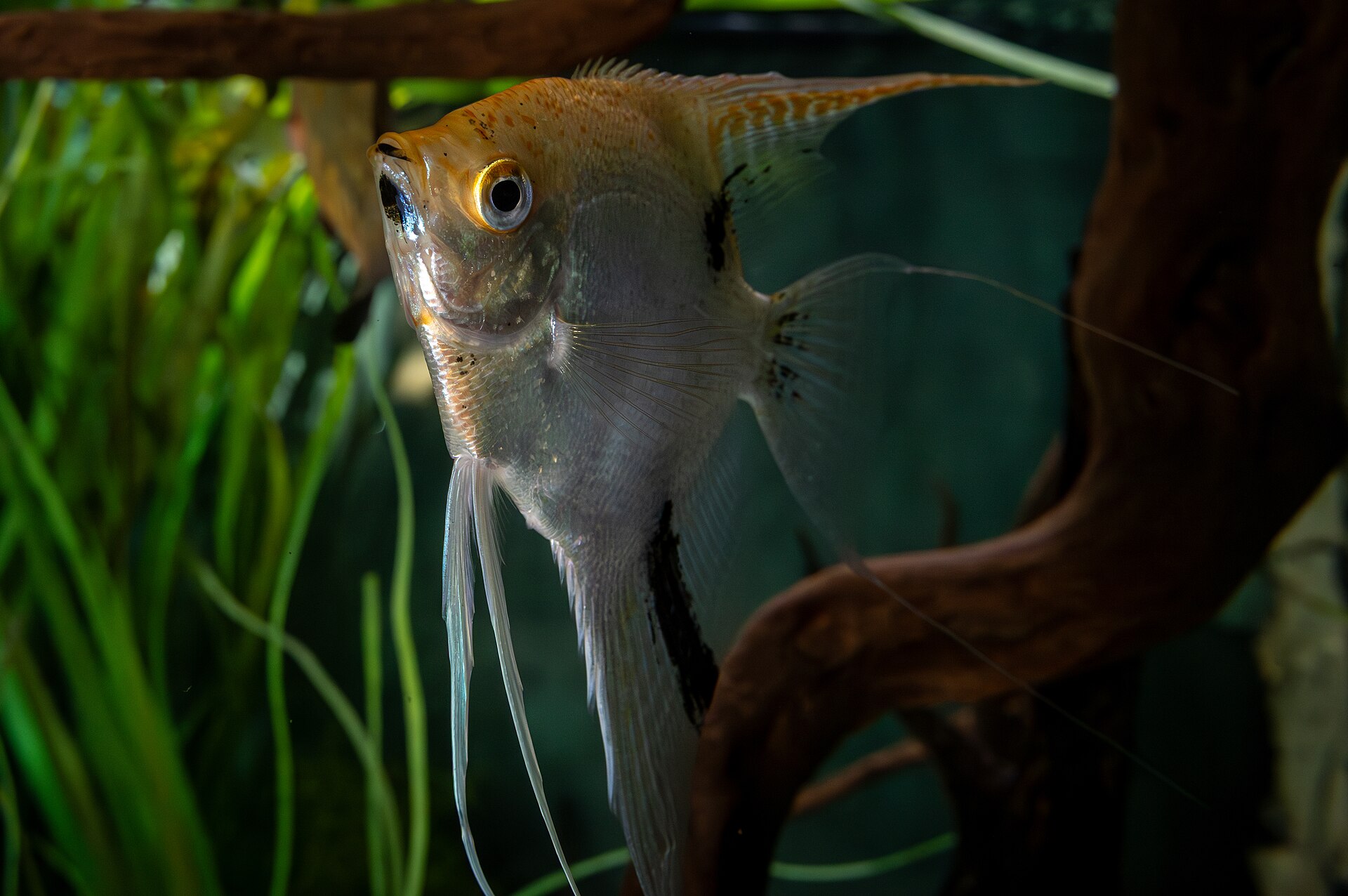 Silver angelfish — The wild-type angelfish — silver body crossed by bold vertical black bars.