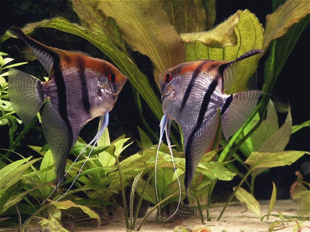Veil angelfish — A fin type, not a colour — long, trailing fins that flow like a veil.