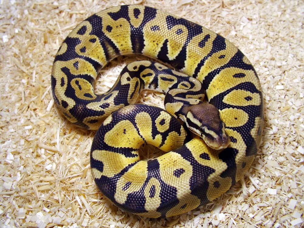 Pastel ball python — A co-dominant 'base' morph that brightens colour and fades the head.