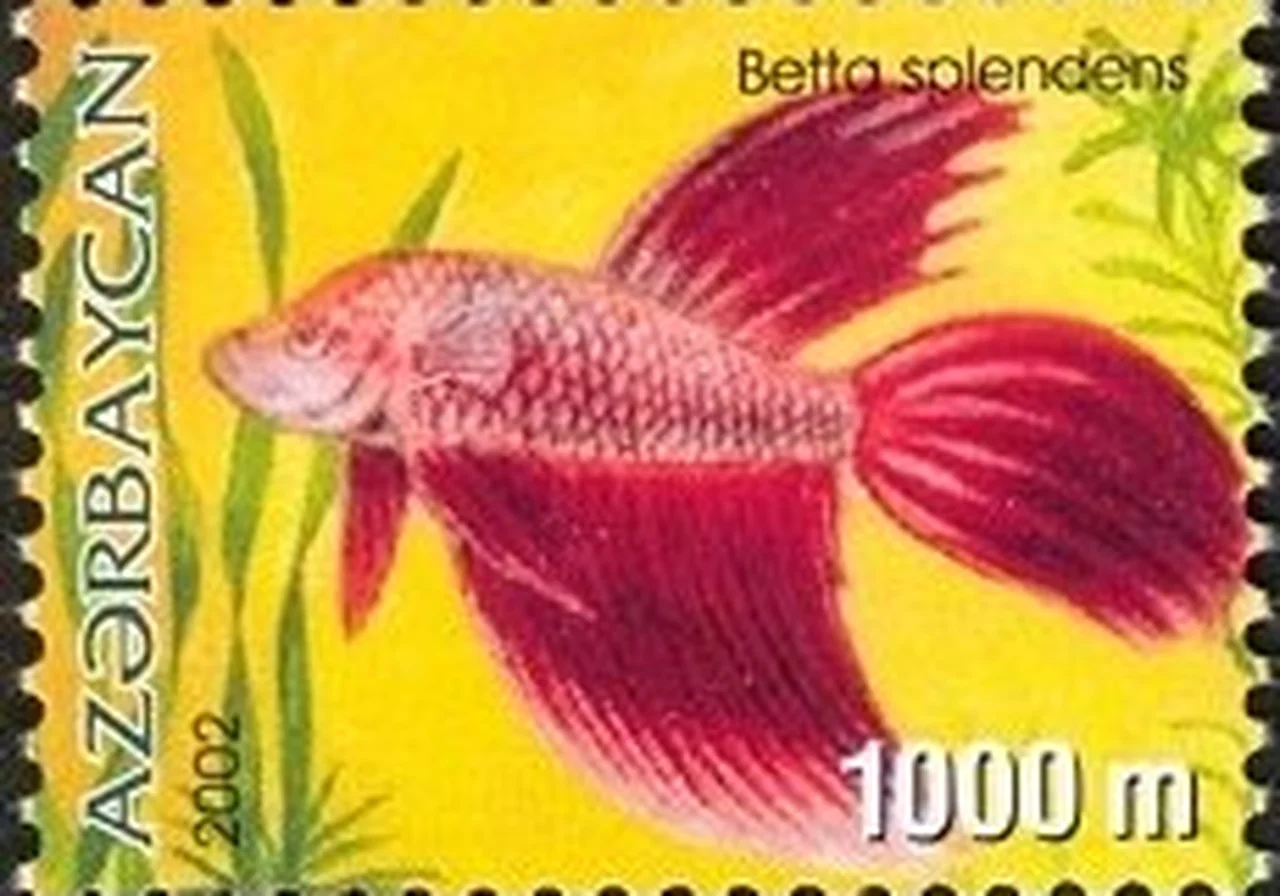 Butterfly betta — Fin edges banded in contrasting colour like butterfly wings — a popular show morph.