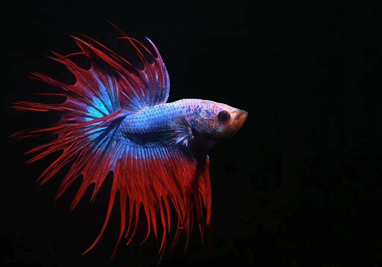 Crowntail — betta breed