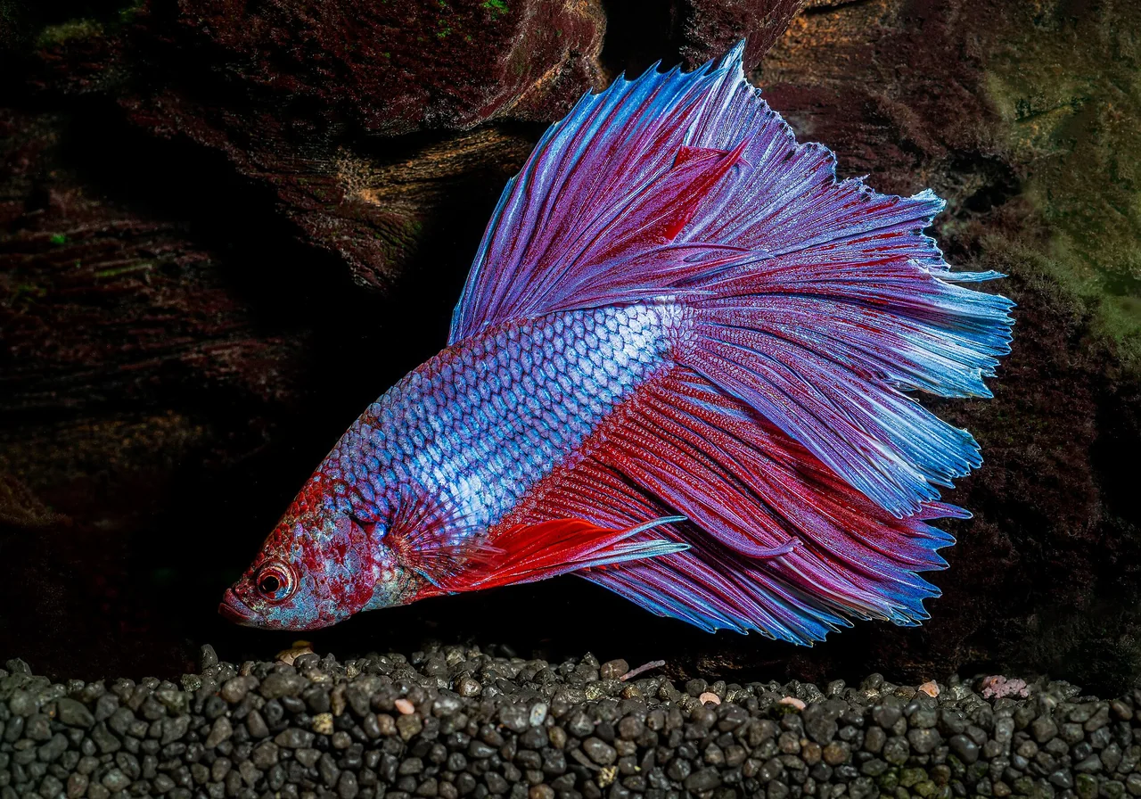 Halfmoon betta — Caudal fin spreads 180 degrees — the benchmark modern show tail type.