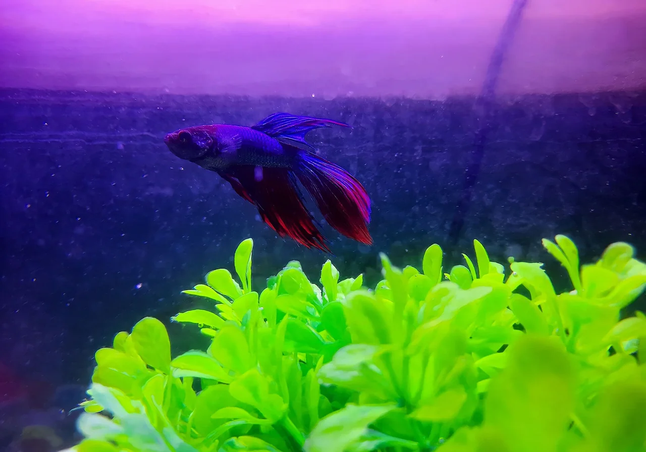 Veiltail — betta breed