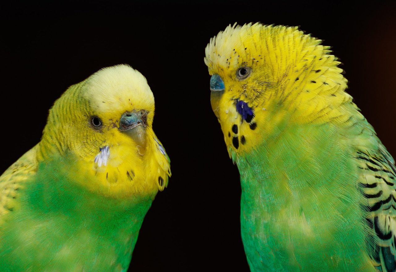 Light Green (Wild-type) budgerigar — The natural wild colour — bright green body, yellow face and black wing barring.