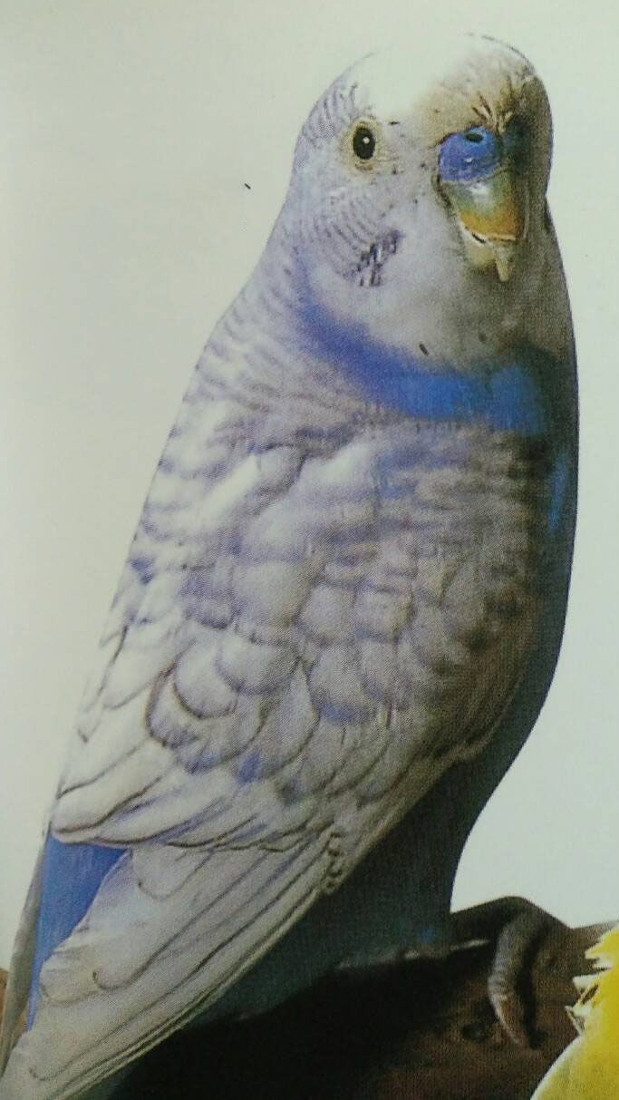 Spangle — budgerigar variety