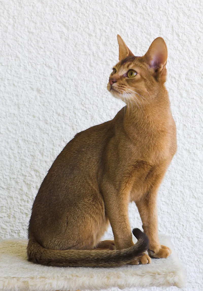 Abyssinian cat — One of the oldest known breeds, the ticked-coated 'Aby' is endlessly curious, agile, and always busy exploring every corner.