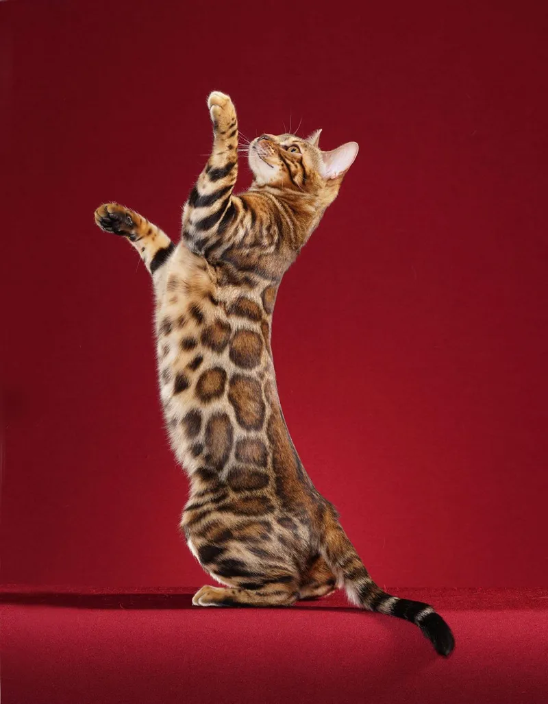 Bengal — cat breed