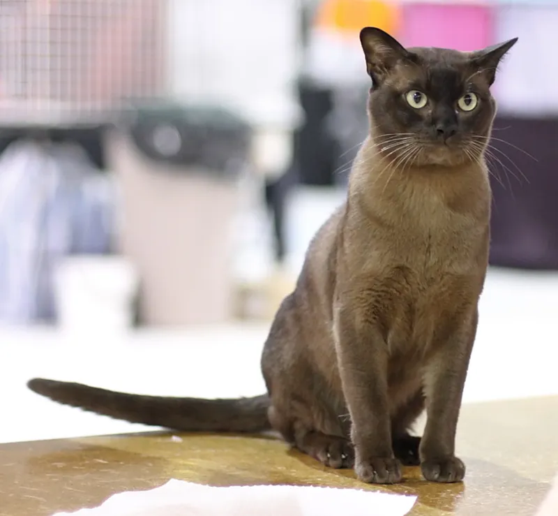 Burmese cat — A muscular, glossy cat that follows owners from room to room.