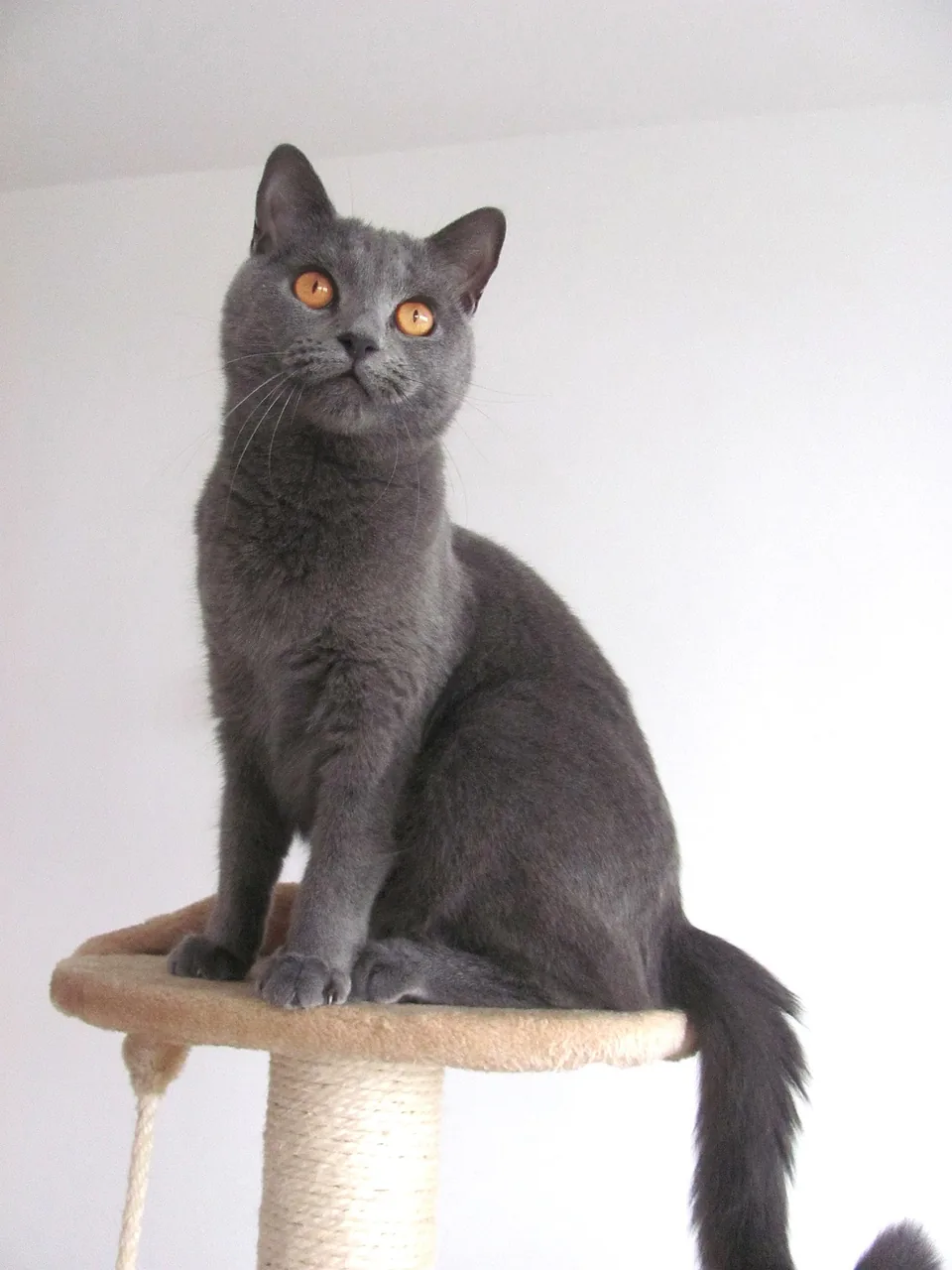 Chartreux cat — A blue-grey muscular cat with copper eyes and a smiling expression.