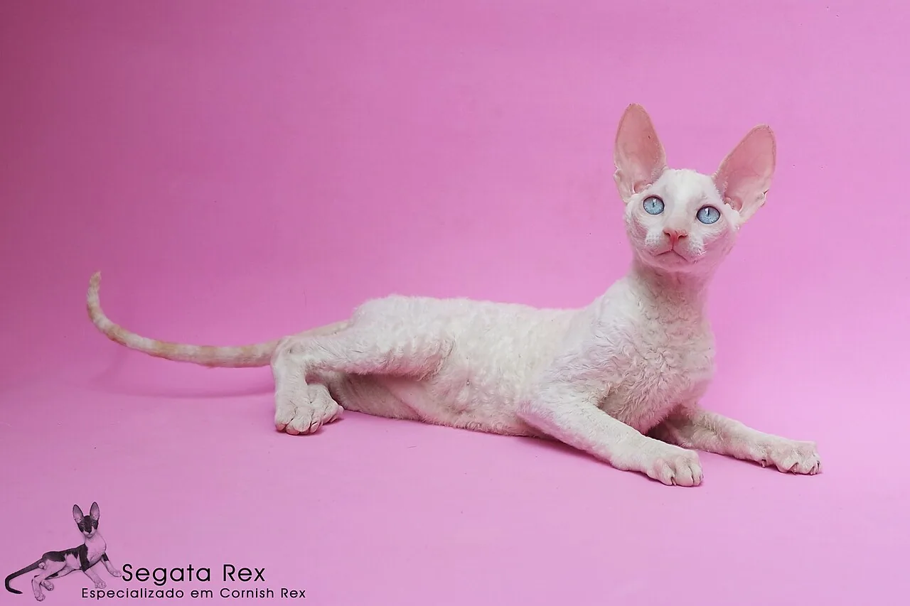 Cornish Rex — cat breed