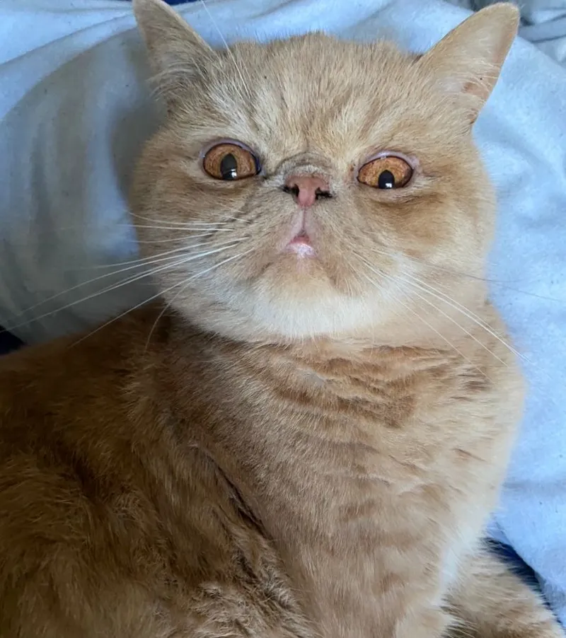 Exotic Shorthair — cat breed