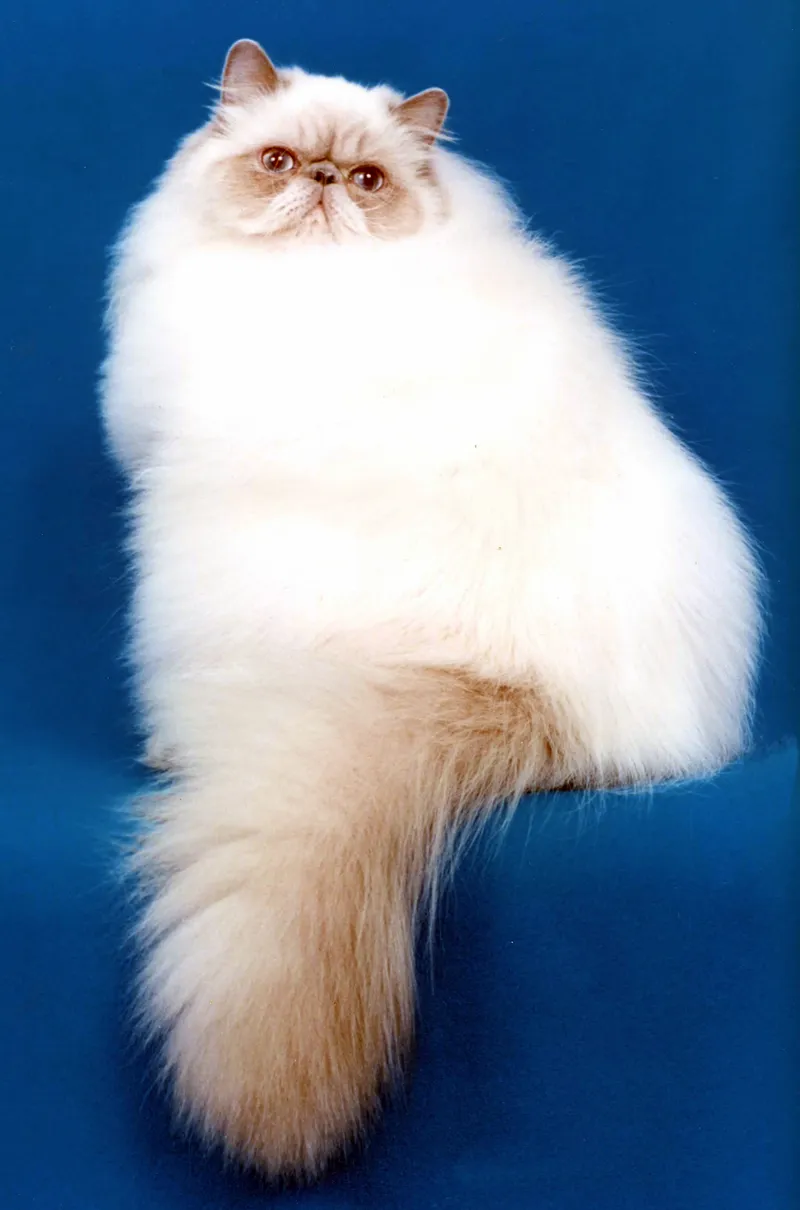 Himalayan cat — A colourpoint Persian — blue eyes and pointed markings on a cobby body.