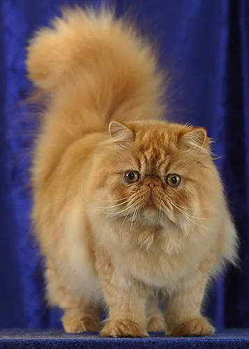 Persian cat — With a luxurious long coat and flat face, the calm, affectionate Persian is one of the oldest and most recognizable cat breeds.