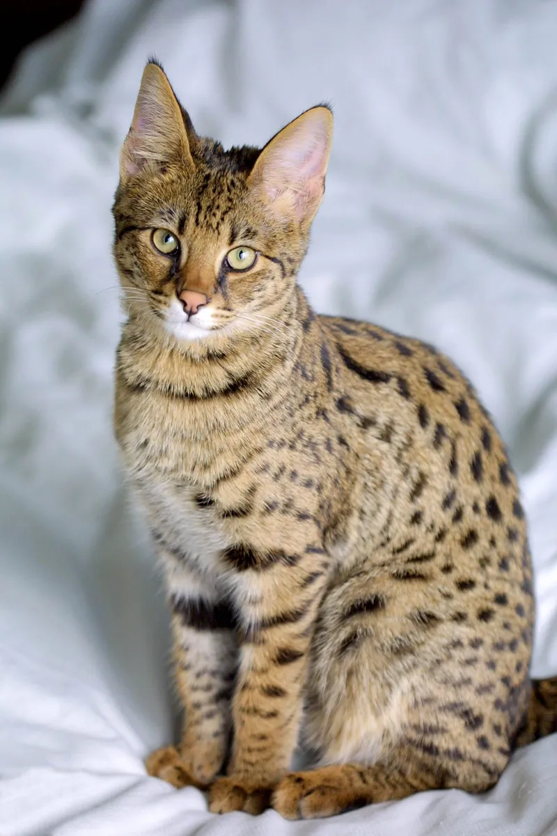 Savannah — cat breed