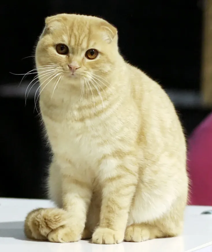 Scottish Fold cat — Known for ears that fold forward from a natural gene, the round-faced Scottish Fold is a placid, affectionate companion.