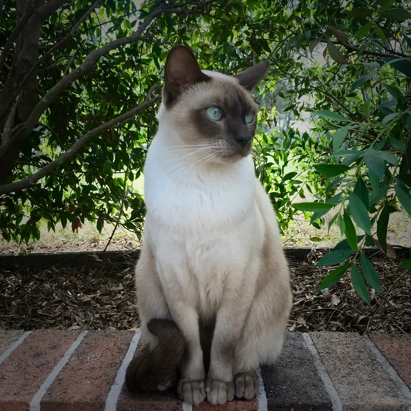 Tonkinese — cat breed