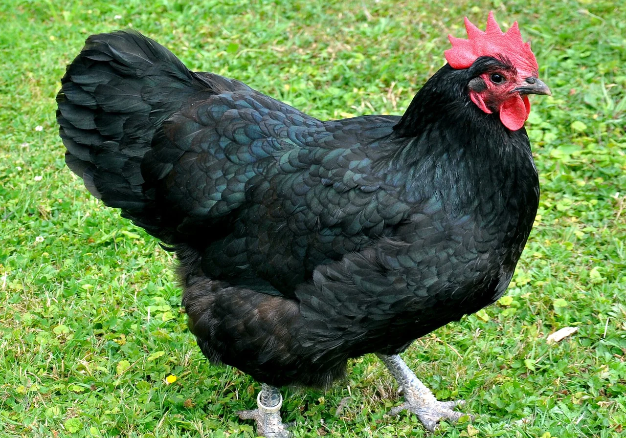 Australorp chicken — Black Orpington derivative — world-record egg layer reputation.