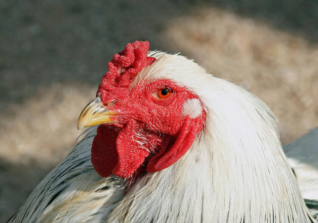 Brahma — chicken breed