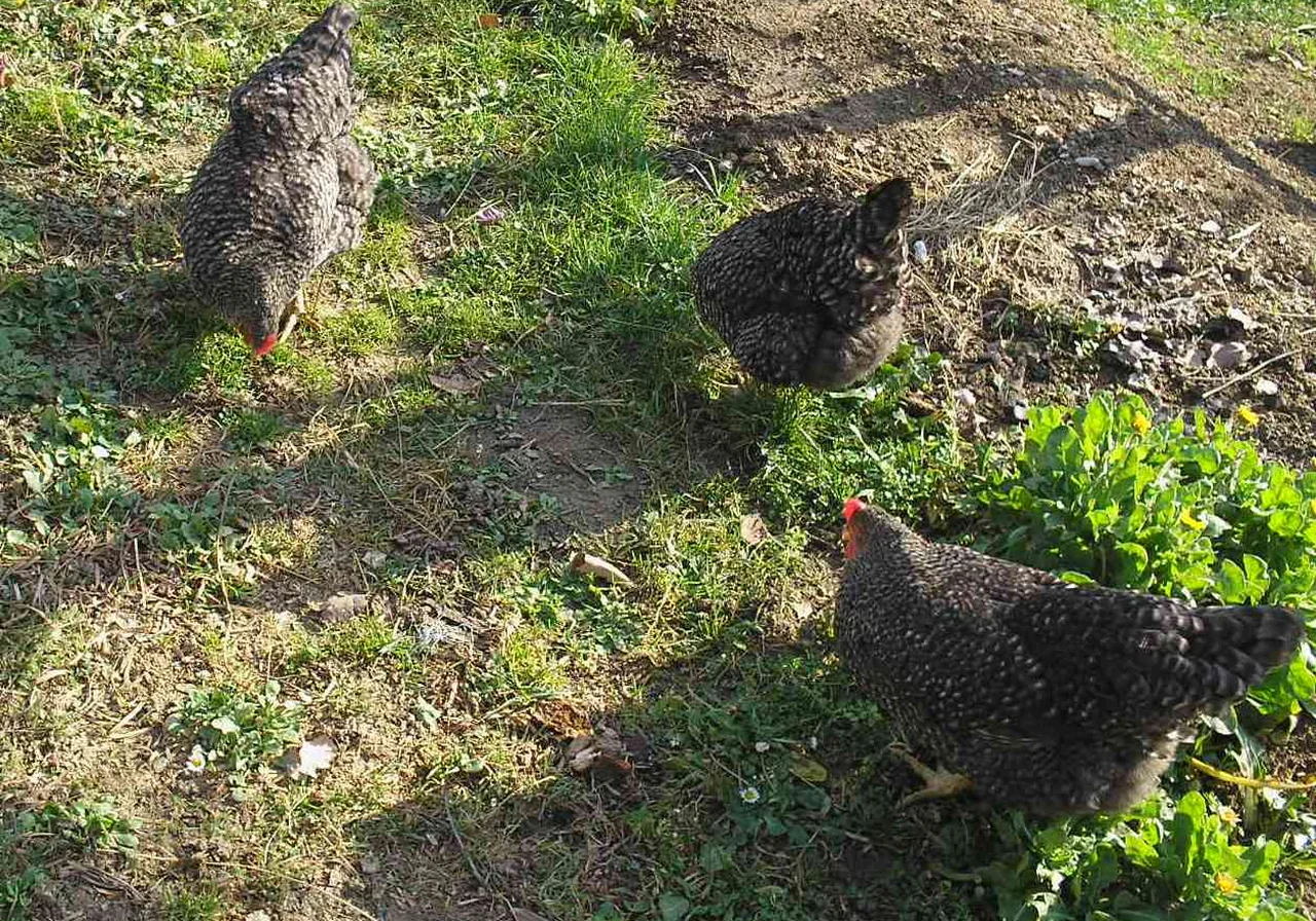 Marans chicken — Famous for dark chocolate-brown eggs — French countryside breed.