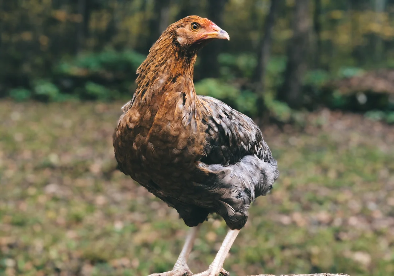 Rhode Island Red — chicken breed