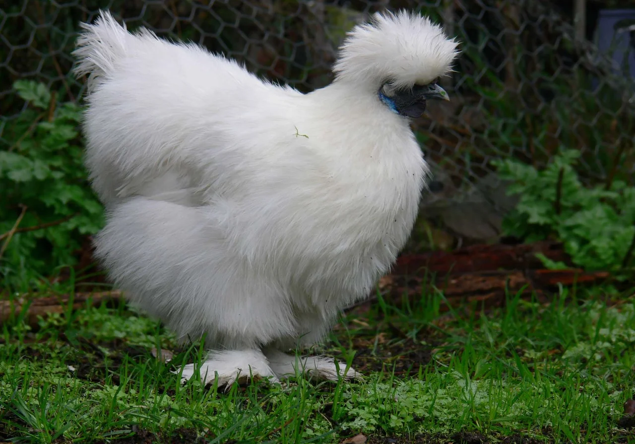 Silkie — chicken breed