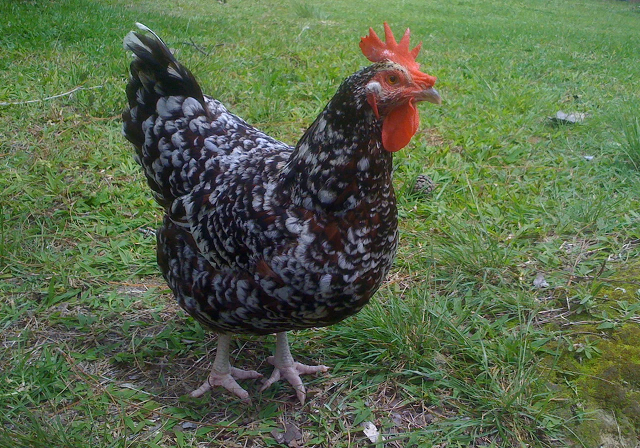 Sussex — chicken breed