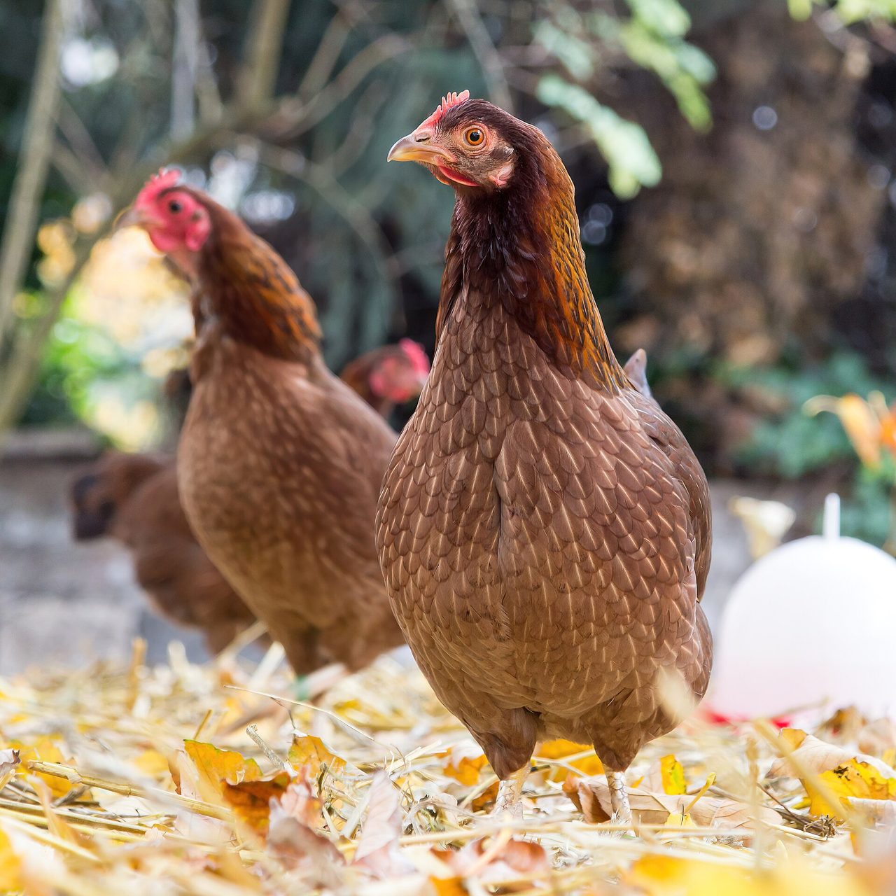 Welsummer chicken — Famous for dark speckled terracotta eggs — the classic 'Cornelius' carton look.
