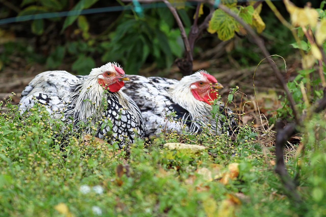 Wyandotte — chicken breed