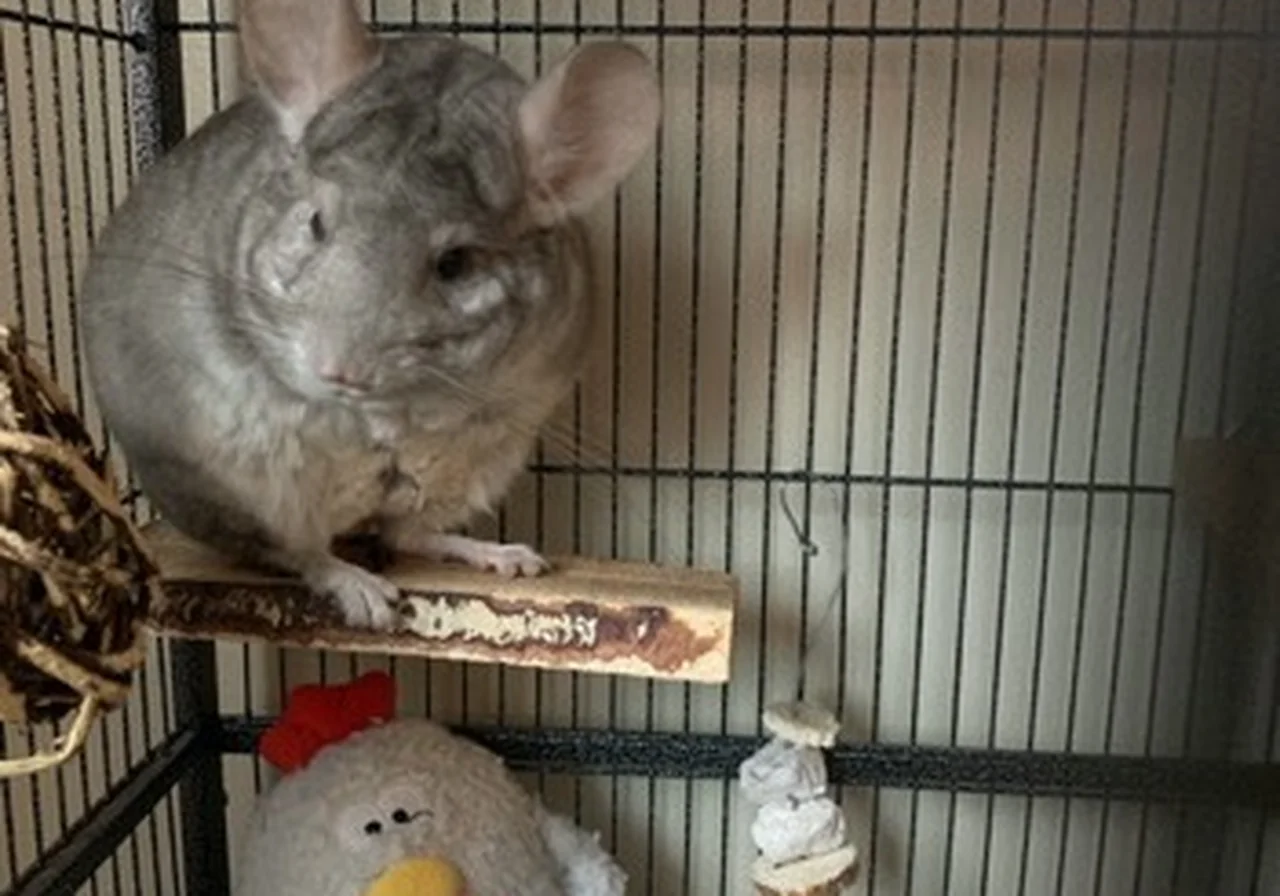 Beige — chinchilla breed