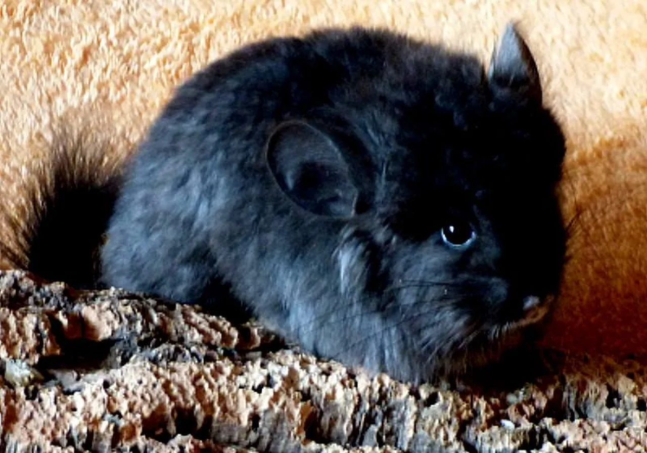 Ebony chinchilla — Deep charcoal to black fur with a velvety sheen — one of the darkest chinchilla varieties.