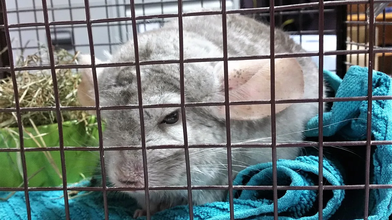 Violet chinchilla — Soft grey-violet coat with a distinctive bluish cast prized by show breeders.