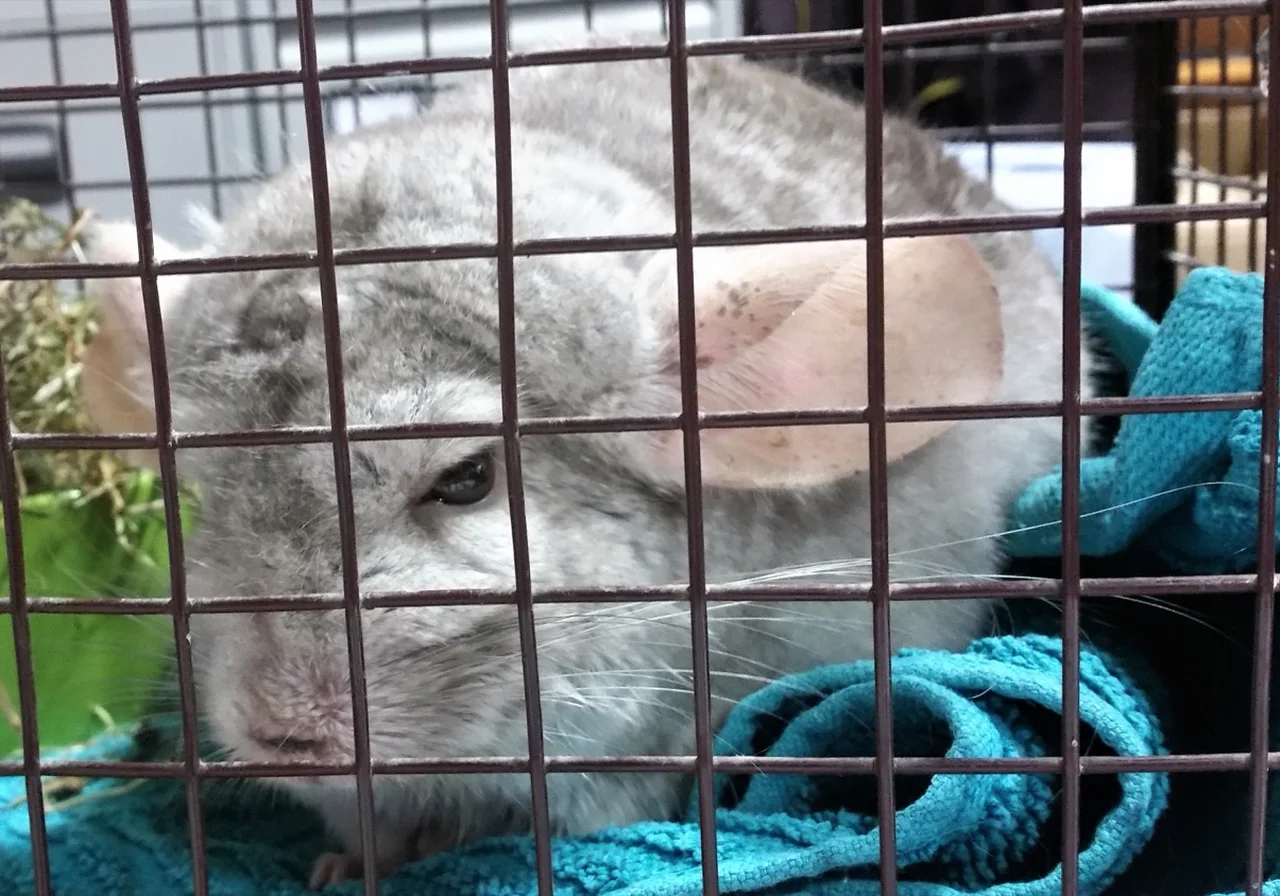 White Mosaic — chinchilla breed