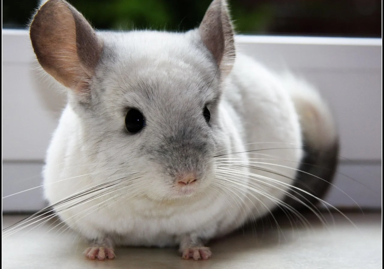 Wilson White — chinchilla breed