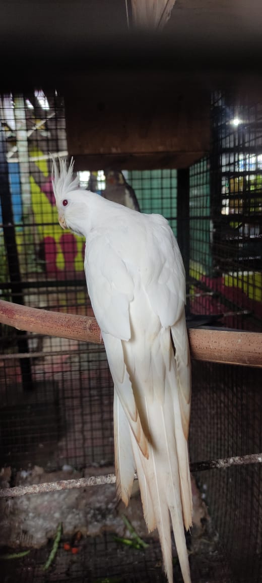 Albino (Whiteface Lutino) — cockatiel variety