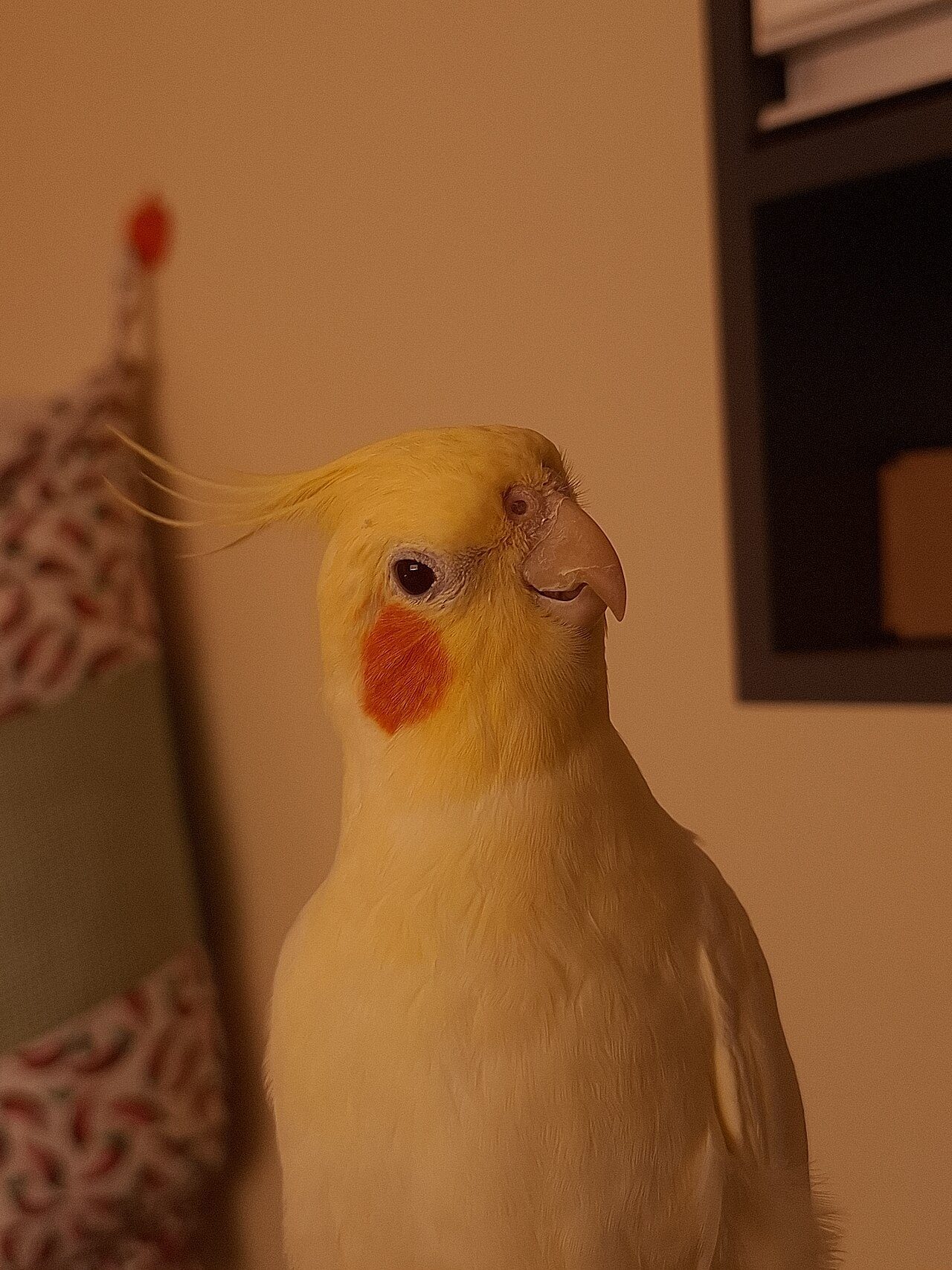 Fallow cockatiel — A rarer mutation giving diluted, warm brown plumage and distinctive red eyes.