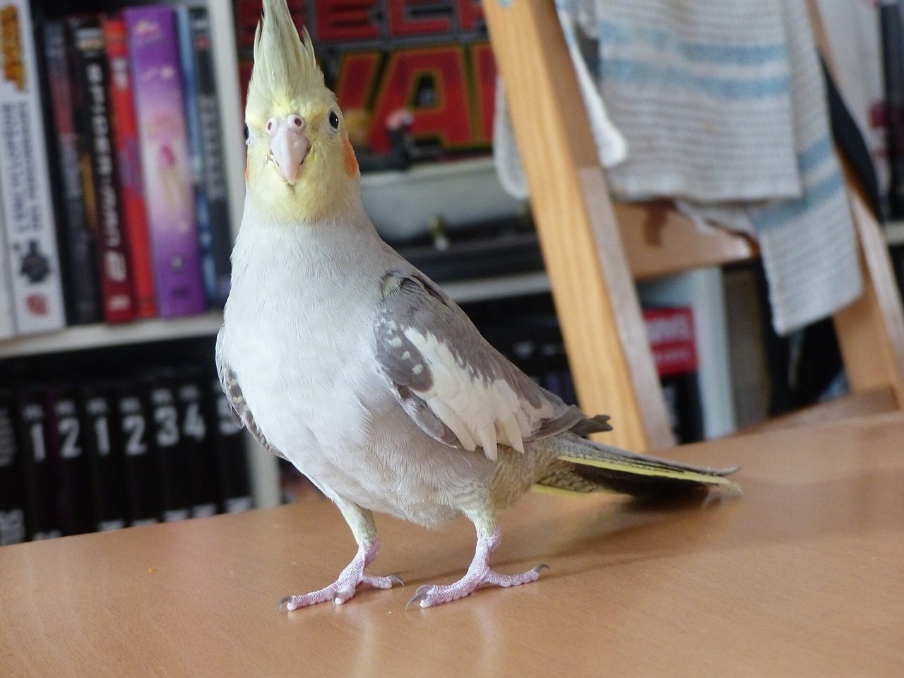 Normal Grey — cockatiel variety