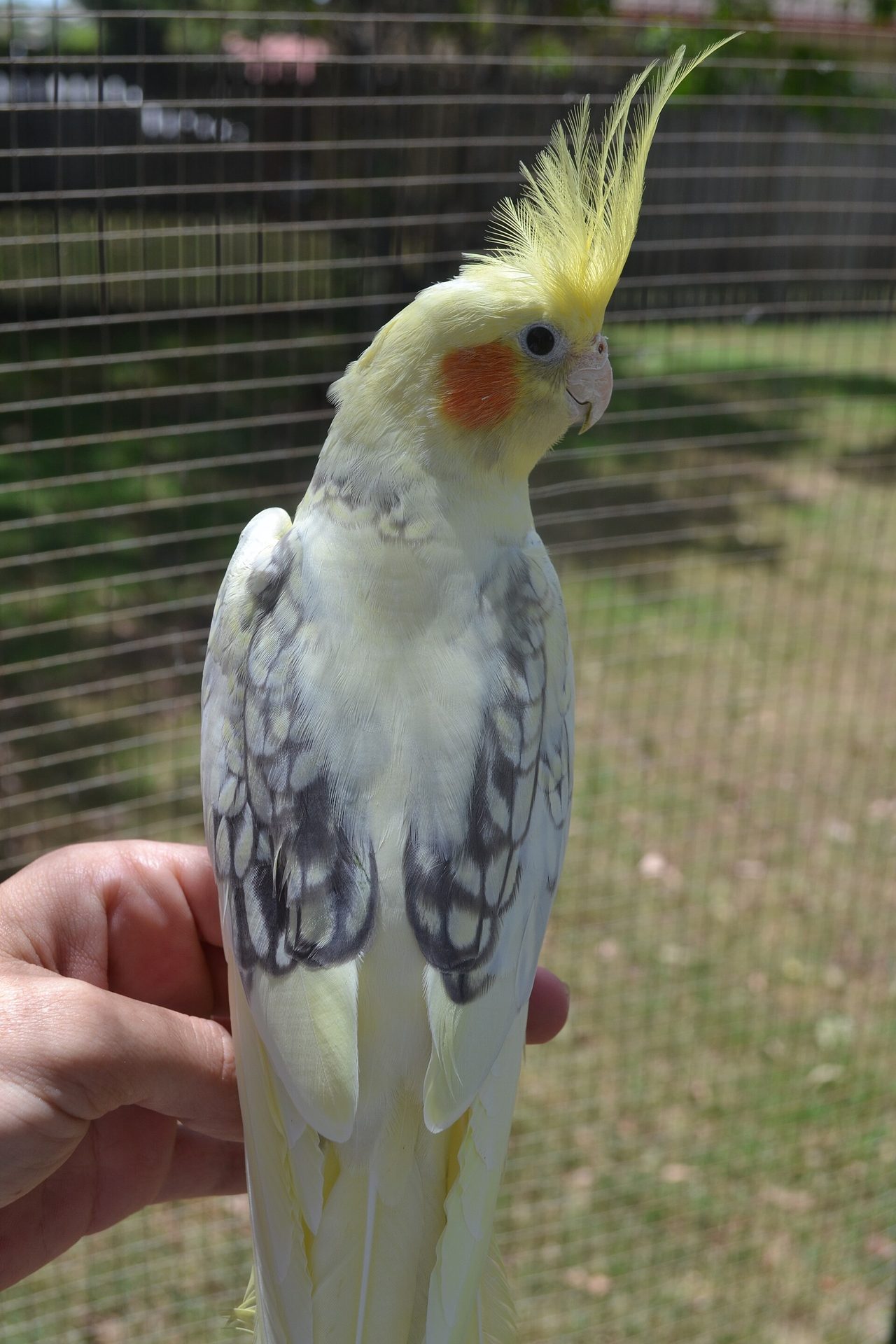 Pied — cockatiel variety