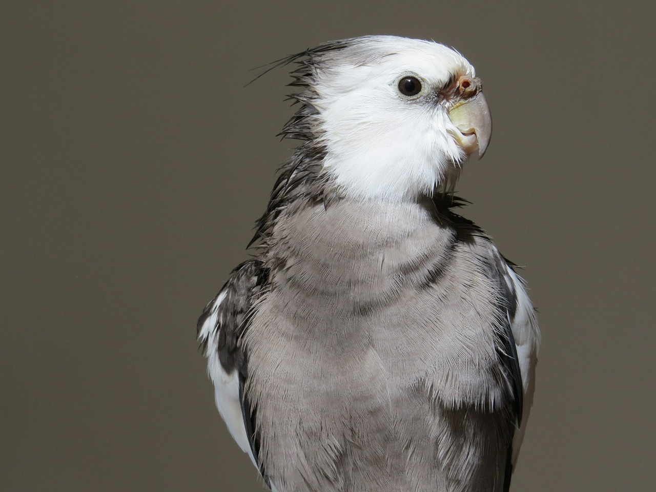 Whiteface — cockatiel variety