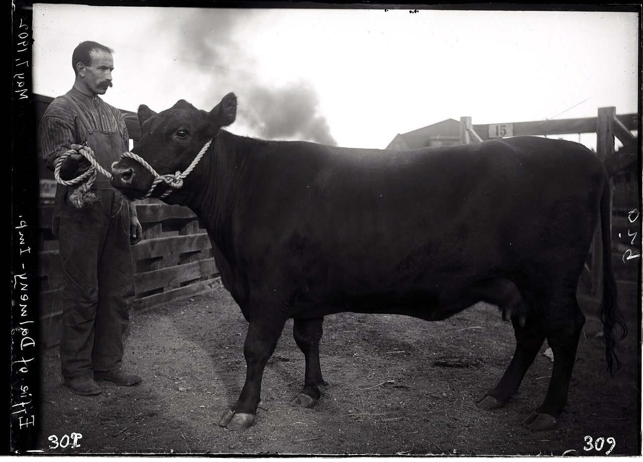 Aberdeen Angus — cattle breed