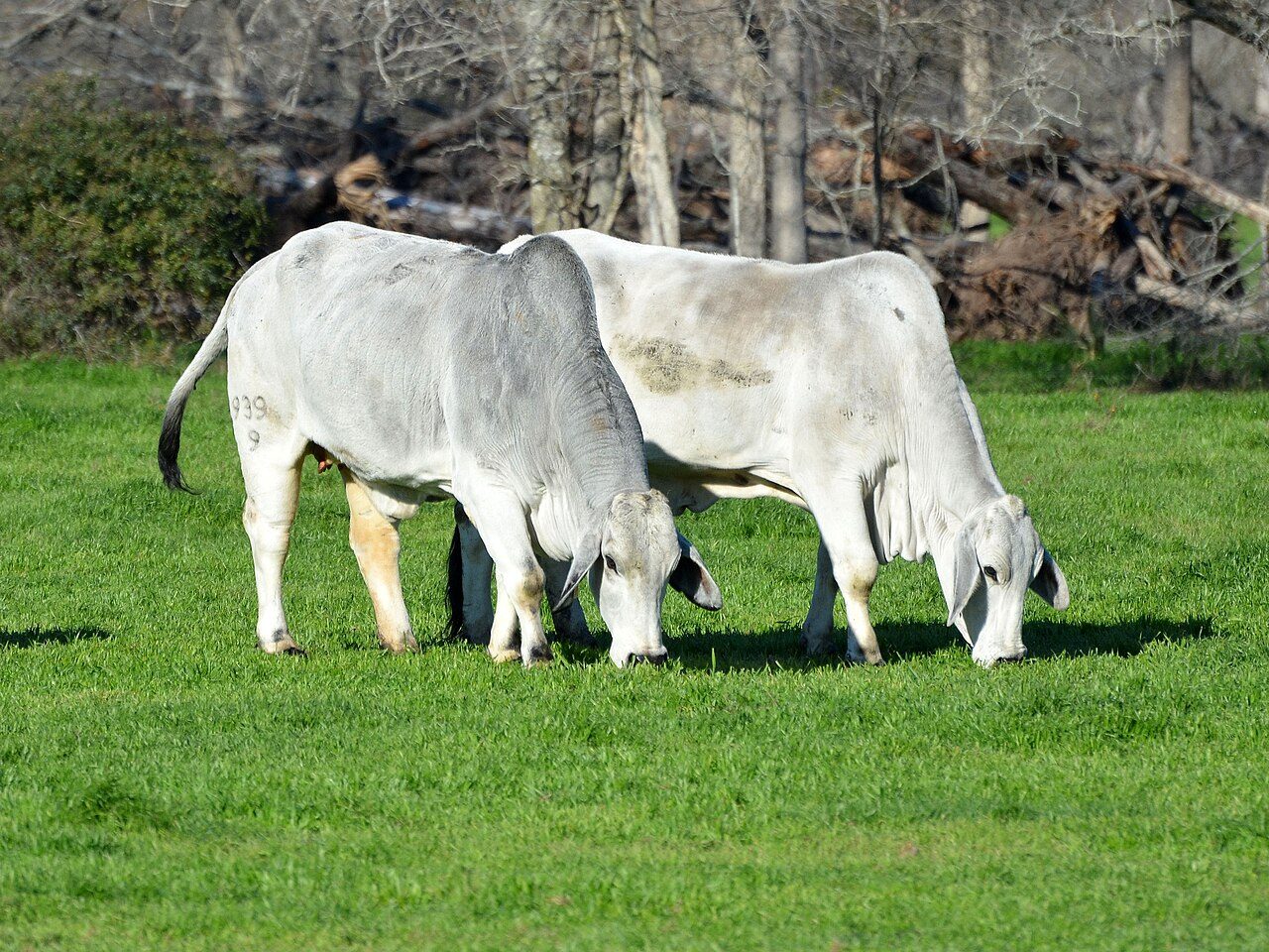 Brahman cattle — A humped, loose-skinned breed built for heat, humidity and ticks in the tropics.