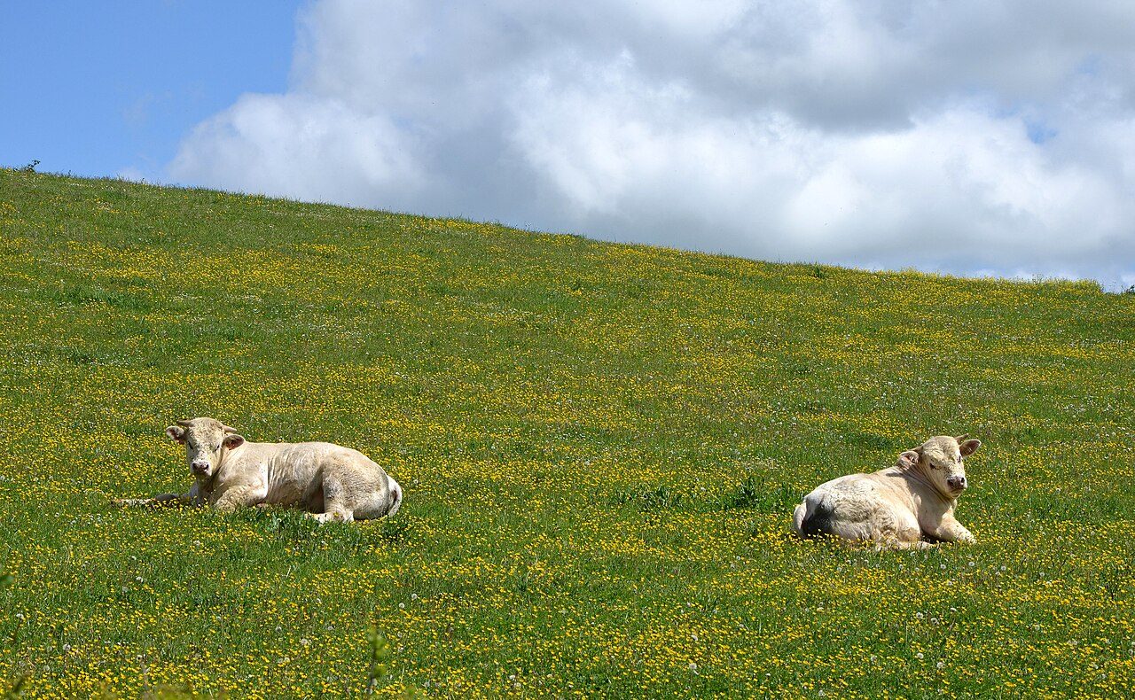 Charolais — cattle breed