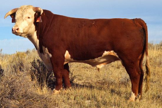 Hereford — cattle breed