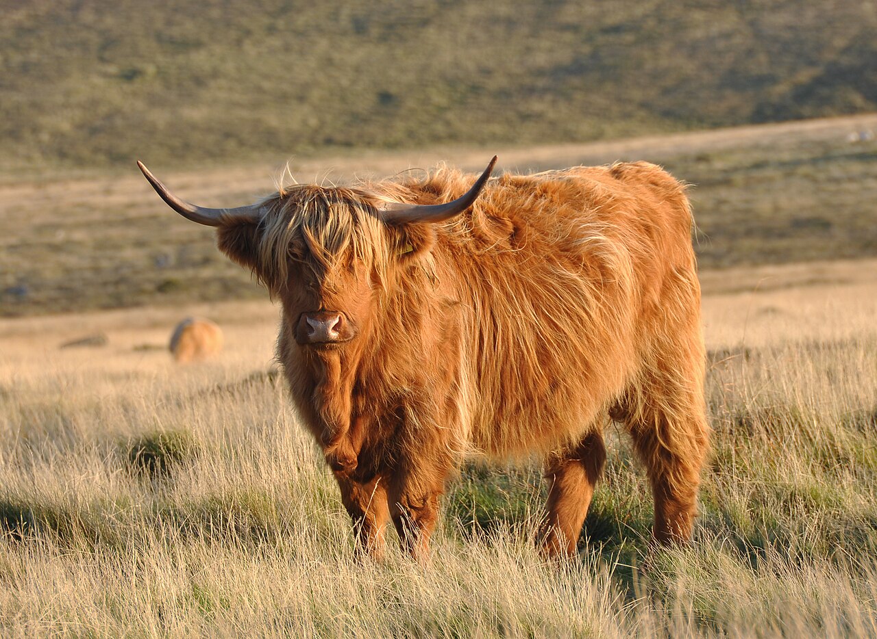 Highland — cattle breed