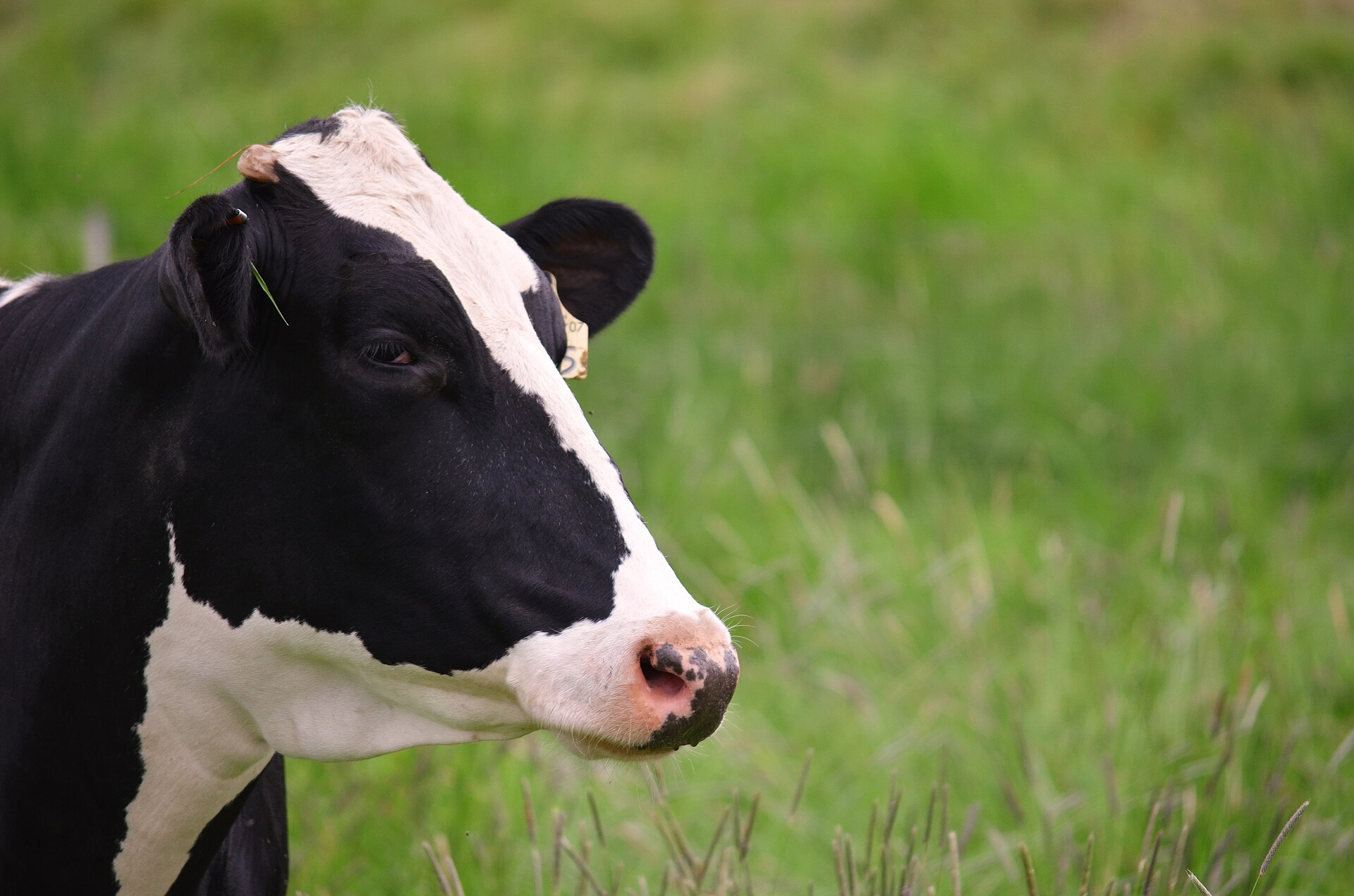 Holstein Friesian — cattle breed