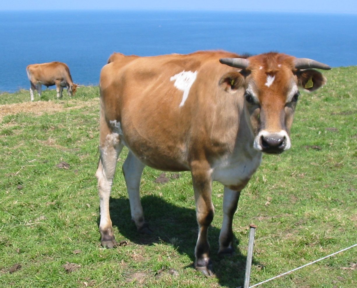 Jersey — cattle breed