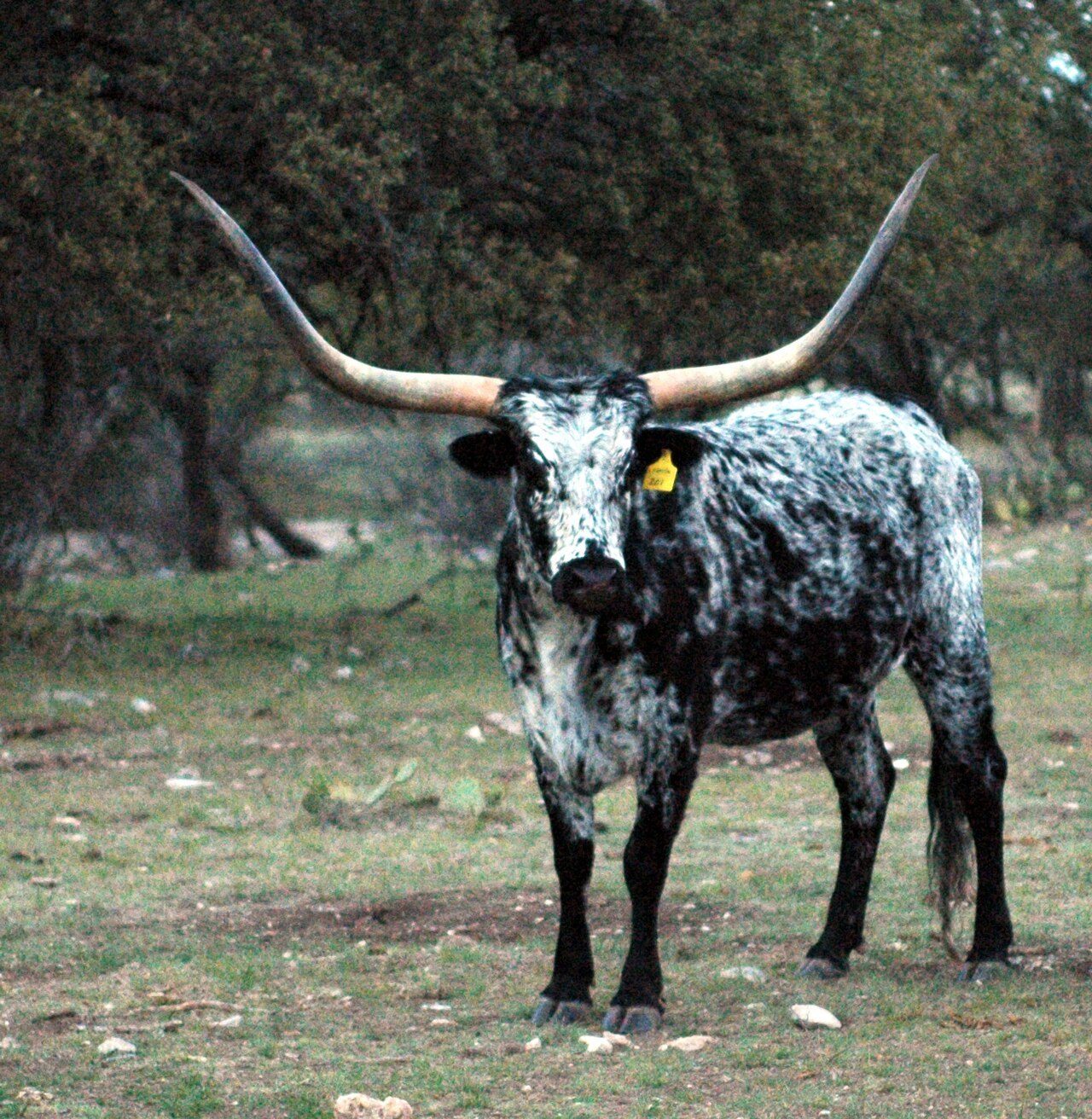 Texas Longhorn — cattle breed