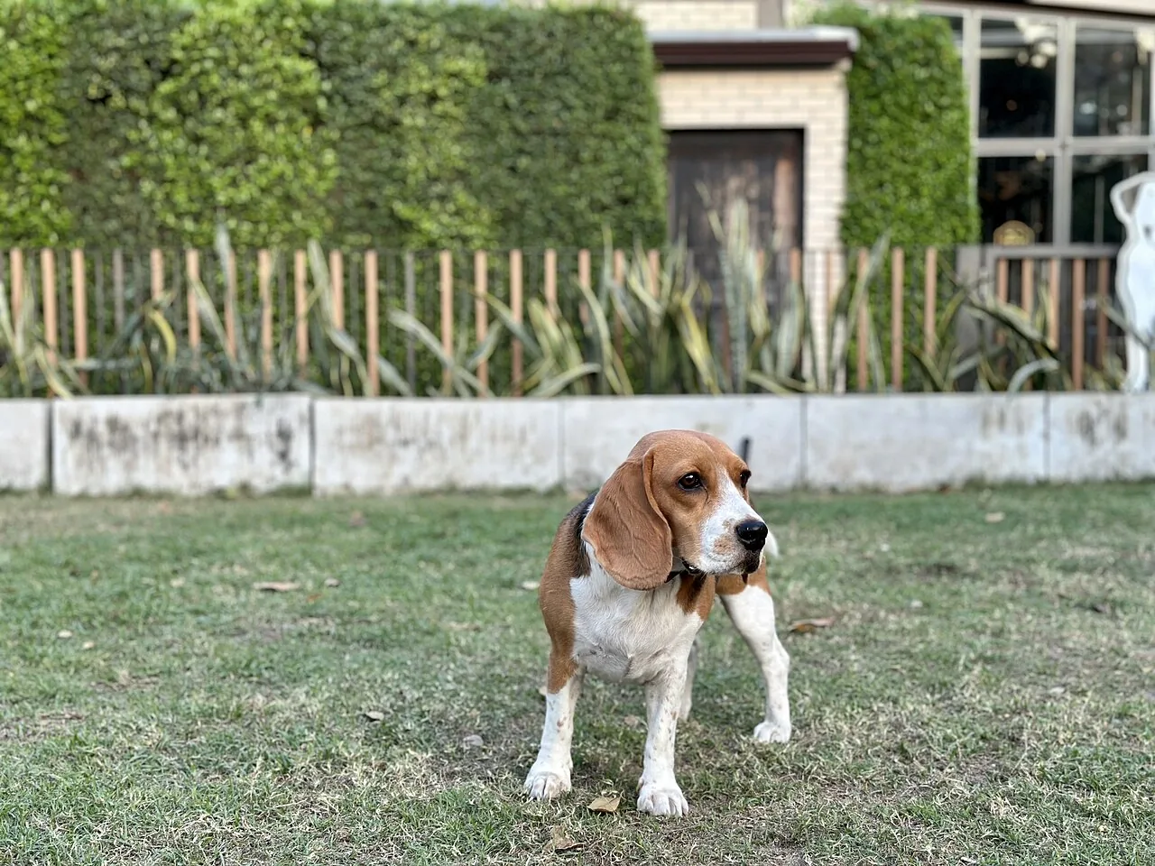 Beagle dog — Driven by an extraordinary nose, the cheerful, sociable Beagle is a tireless scent hound and a famously good-natured family dog.
