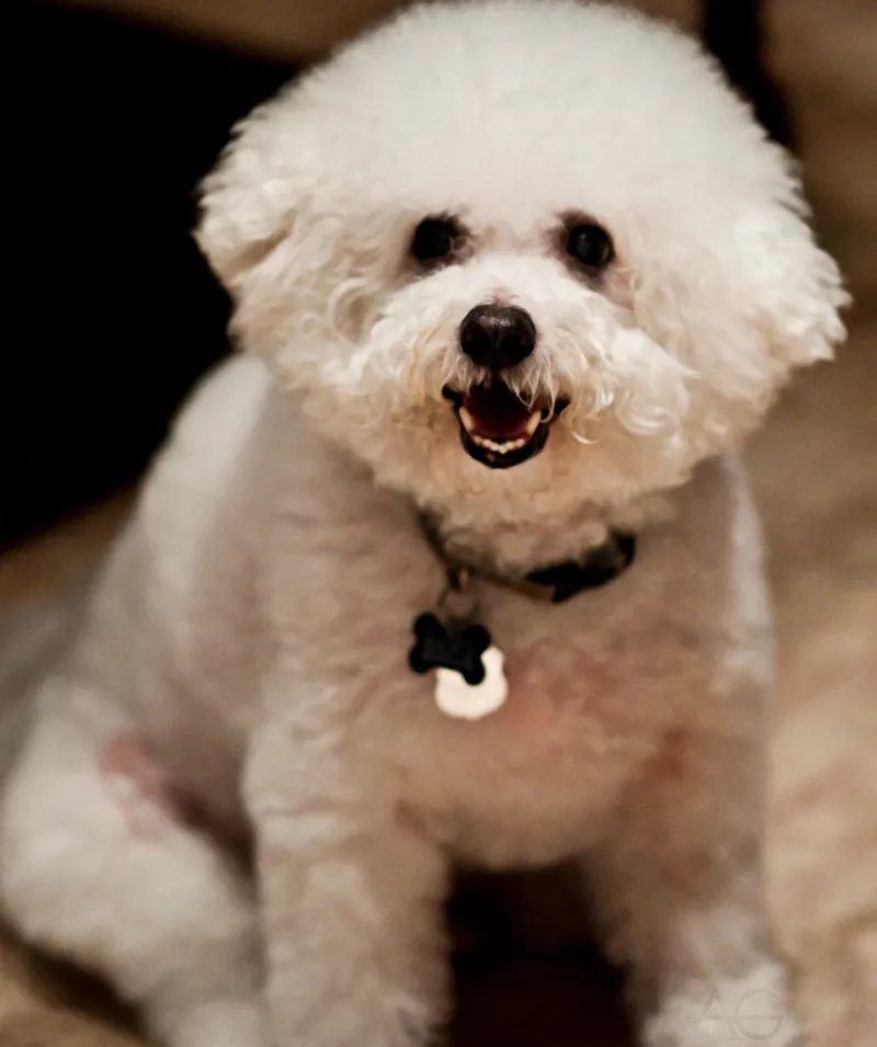Bichon Frise — dog breed