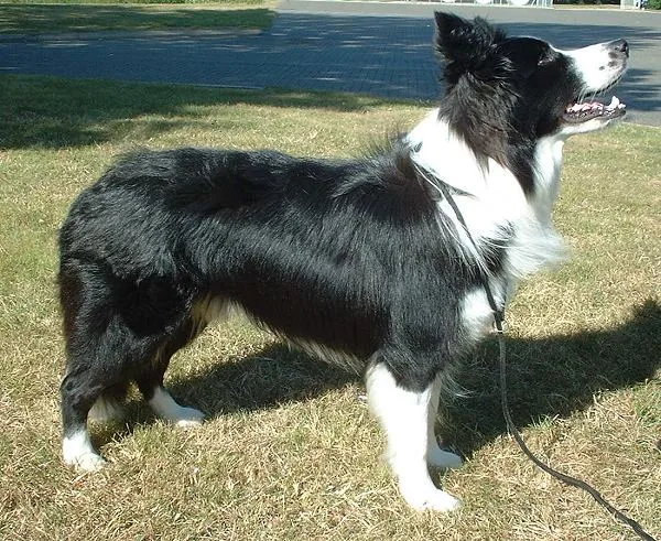 Border Collie dog — Widely considered the smartest dog breed — built for herding and needing a job to do.